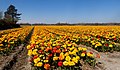 Noordwijkerhout, le champ avec des tulipes doubles jaune-rouge sur les Oosterduinen