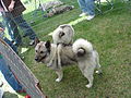 Norwegian Elkhound