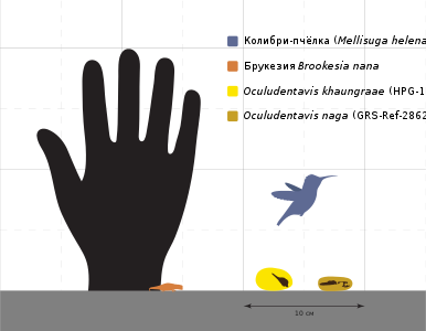 Типовые образцы обоих видов в сравнении с человеческой рукой, колибри-пчёлкой (мельчайшая известная птица) и брукезией Brookesia micra (мельчайшая известная ящерица)