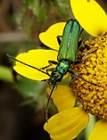 Miniatura para Oedemeridae