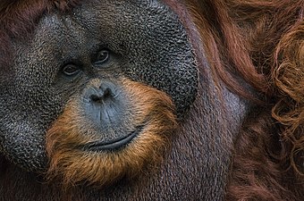 A Bornean orangutan. Photo by Ridwan0810