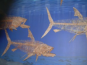 Pachyrhizodus caninus skeletons.JPG