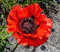 28. Keleti mák (Papaver orientale) (Mien Ruys Gardens, Dedemsvaart, Hollandia) (javítás)/(csere)