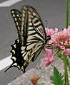 Papilio xuthus Foto: Kenpei