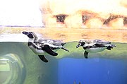 Humboldt penguins