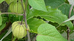 Physalis angulata.