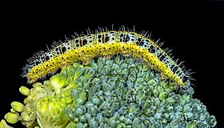 Pieris brassicae (caterpillar)