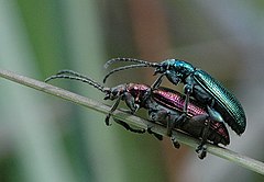 Description de l'image Plateumaris.sericea.couple.jpg.