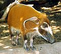 Forelimbs of the bush pig