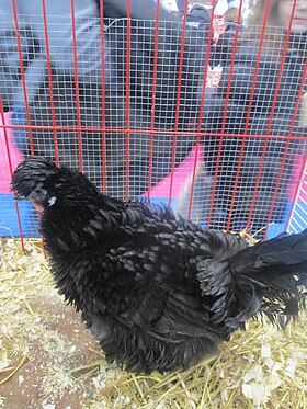 Poule lyonnaise au salon de l'agriculture de Paris 2018