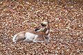 Pronghorn