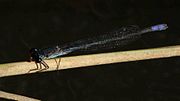 Thumbnail for Pseudagrion citricola