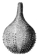 Rhopalodina sp., un Rhopalodinidae