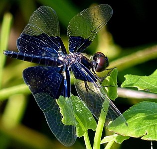 Rhyothemis triangularis (പെൺതുമ്പി)