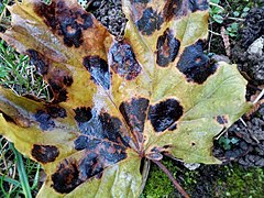 Stade automnale, feuilles tombées au sol.