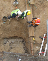 Horse burial in Roman ditch on a development funded site in London. Note "out of phase" pipe intrusion left in for practical reasons Roman horse.png