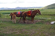 Photo de trois chevaux dont un poulain dans un paysage de plaine, des collines à l'horizon