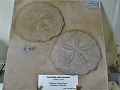 Fossile de Scutella subrotunda (Miocène de la Gironde) au Muséum national d'histoire naturelle de Paris.