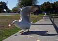 Silver Gull at Sale, Australia