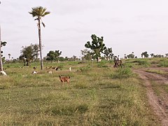 Savana Senegal dengan kambing