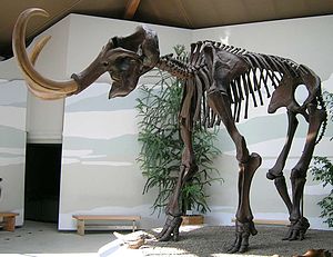 Skrook faan en Olhiar-Mamuut EX - extinct (ütjstürwen)
