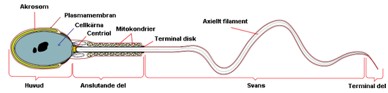 En förenklad bild över en mänsklig spermie.