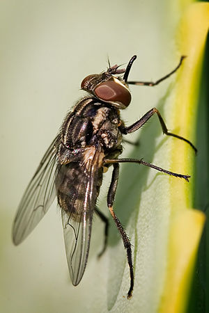 An adult stable fly, Stomoxys calcitrans, on a...