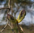 Syringa vulgaris L.