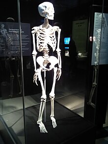 Szkielet człowieka. Body Worlds Poznań - styczeń 2018.jpg