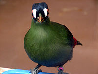 Hartlaub's Turaco