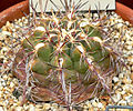 Thelocactus bicolor