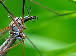 Crane fly