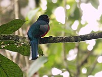 Collared Trogon (male)