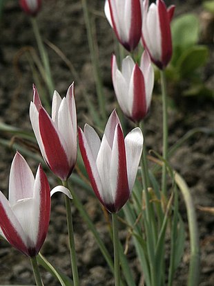 Tulipa clusiana