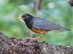 Turdus dissimilis male - Ang Khang