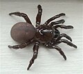 Trap Door Spider, Ummidia sp.