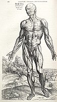 De humani corporis fabrica, de Andreas Vesalius.