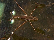 Water striders are predatory insects which rely on surface tension to walk on top of water. They live on the surface of ponds, marshes, and other quiet waters. They can move very quickly, up to 1.5 m/s. Water strider G remigis.jpg