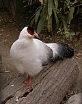 Thumbnail for White eared pheasant