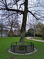 De "Wilhelminaboom" uit 1898 is een zg. Hollandse linde