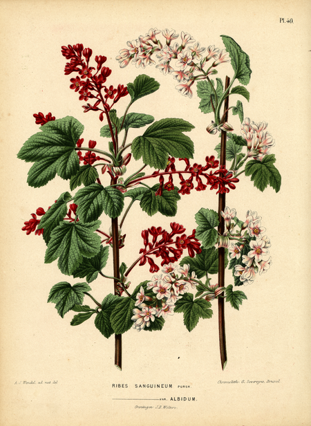 Pl. 40: RIBES SANGUINEUM Pursh.; - var. ALBIDUM.