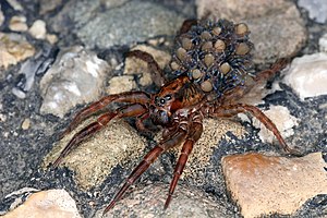 English: Wolf spider Deutsch: Wolfspinne Русск...