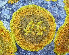 Description de l'image Xanthoria calcicola Carris - Frossay.jpg.