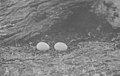 Eggs of X. l. longipes in 1911