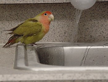 Pet bird Zip taking a bath