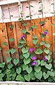 Morning glory, Eastern Siberia