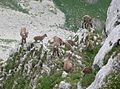 Steinböcke am Grand Veymont