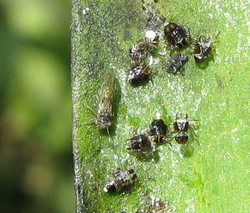 Acizzia uncatoides uz Acacia melanoxylon.