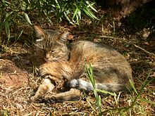 lung congestion cats after surgery