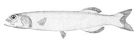 Atlantinsilokuore (Alepocephalus bairdii)